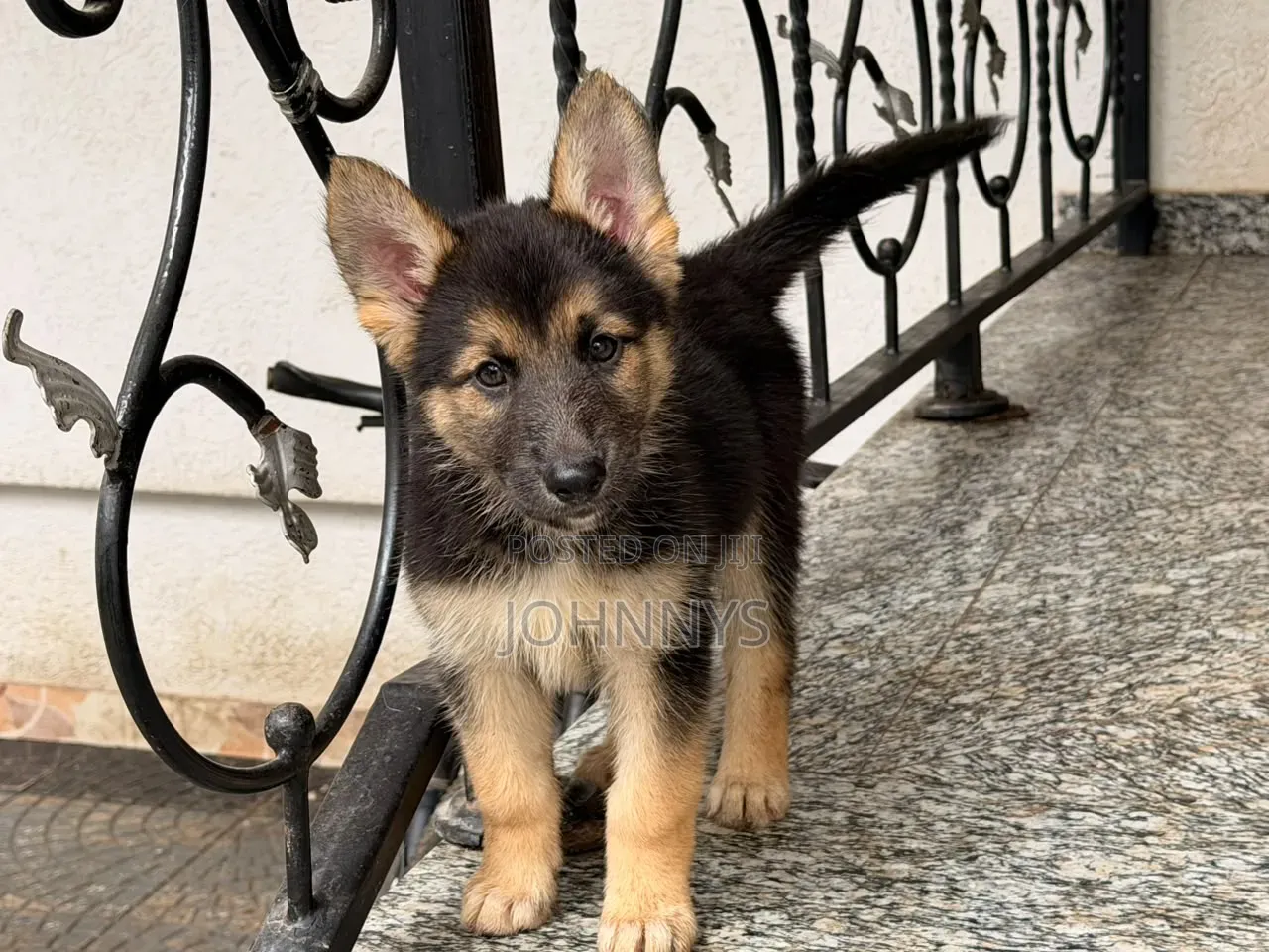 1-3 months Male Purebred German Shepherd