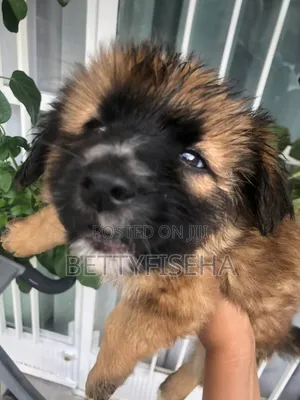 1-3 months Male Mixed Breed Anatolian Shepherd