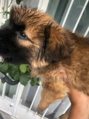 1-3 months Male Mixed Breed Anatolian Shepherd