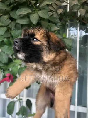 1-3 months Male Mixed Breed Anatolian Shepherd