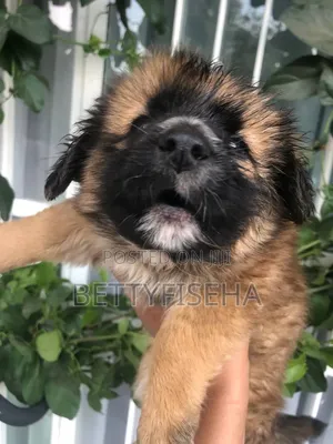 1-3 months Male Mixed Breed Anatolian Shepherd