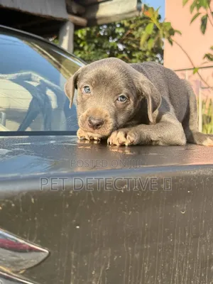 1-3 months Male Purebred American Pit Bull Terrier
