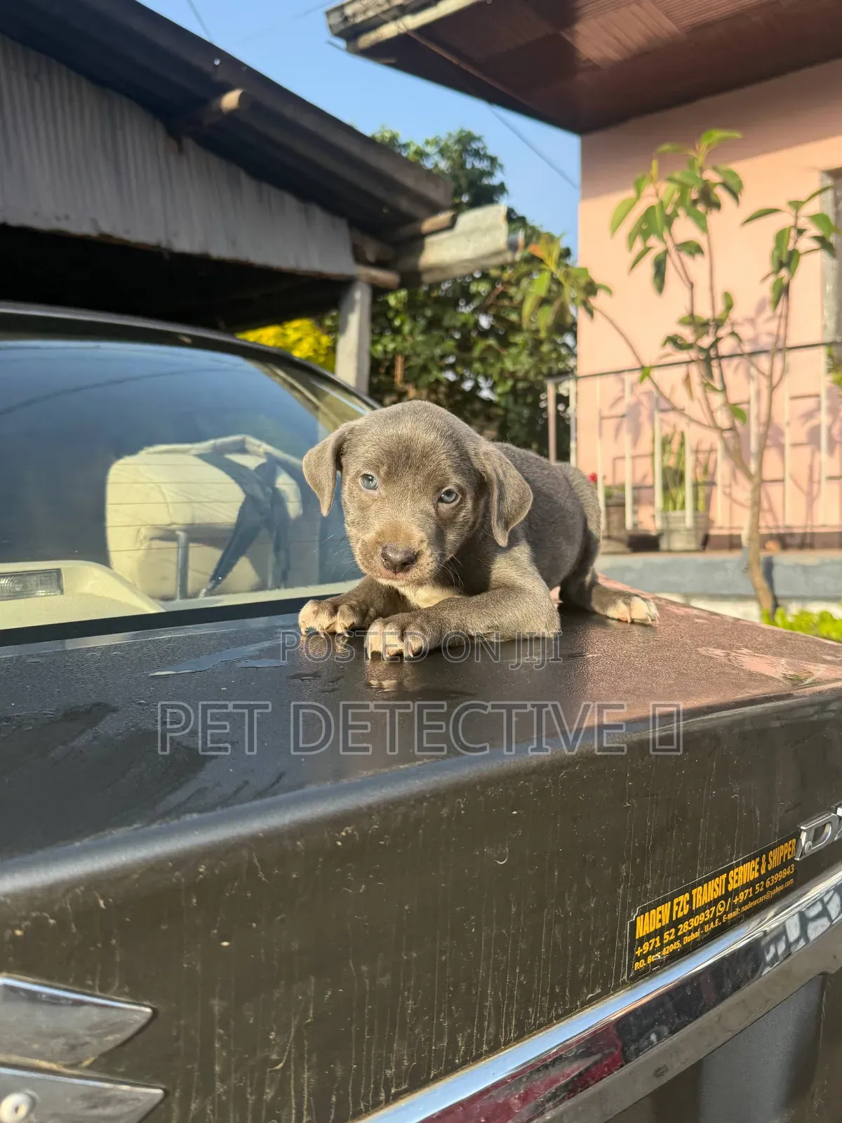 1-3 months Male Purebred American Pit Bull Terrier
