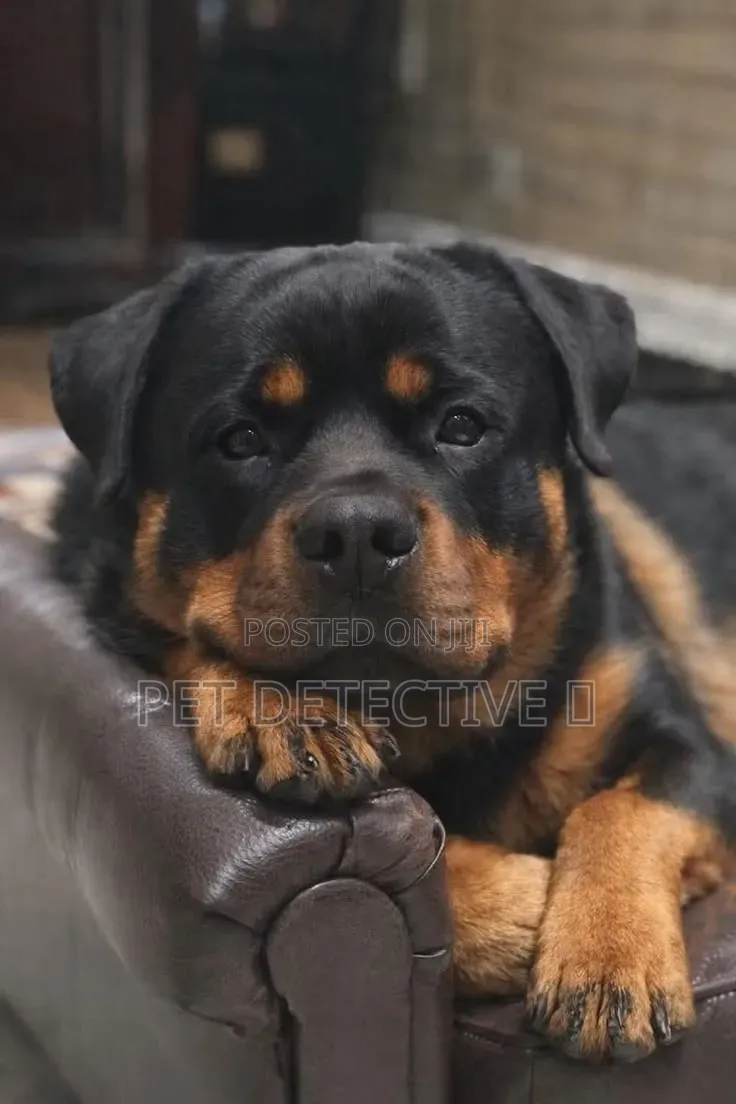 3-6 months Male Purebred Rottweiler
