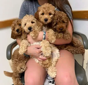 1-3 months Male Purebred Cockapoo