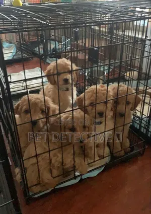 1-3 months Male Purebred Cockapoo