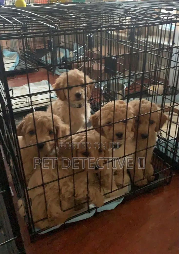 1-3 months Male Purebred Cockapoo