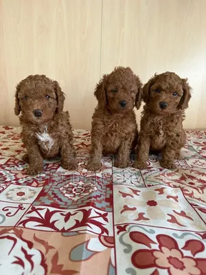 1-3 months Male Purebred Poodle