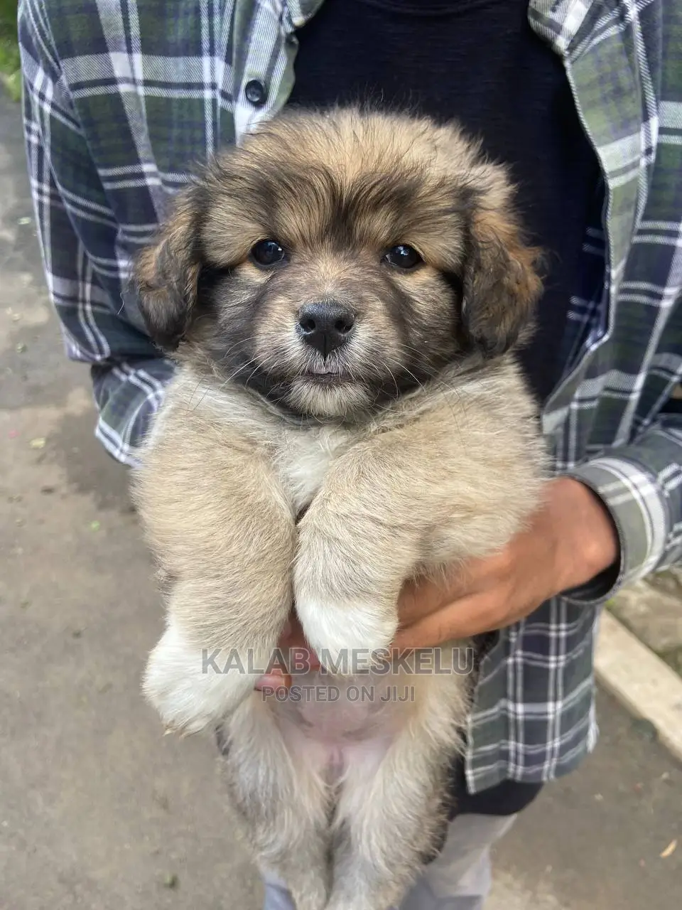 1-3 Months Male Purebred Dog