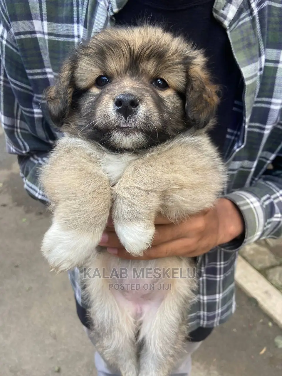 1-3 Months Male Purebred Dog