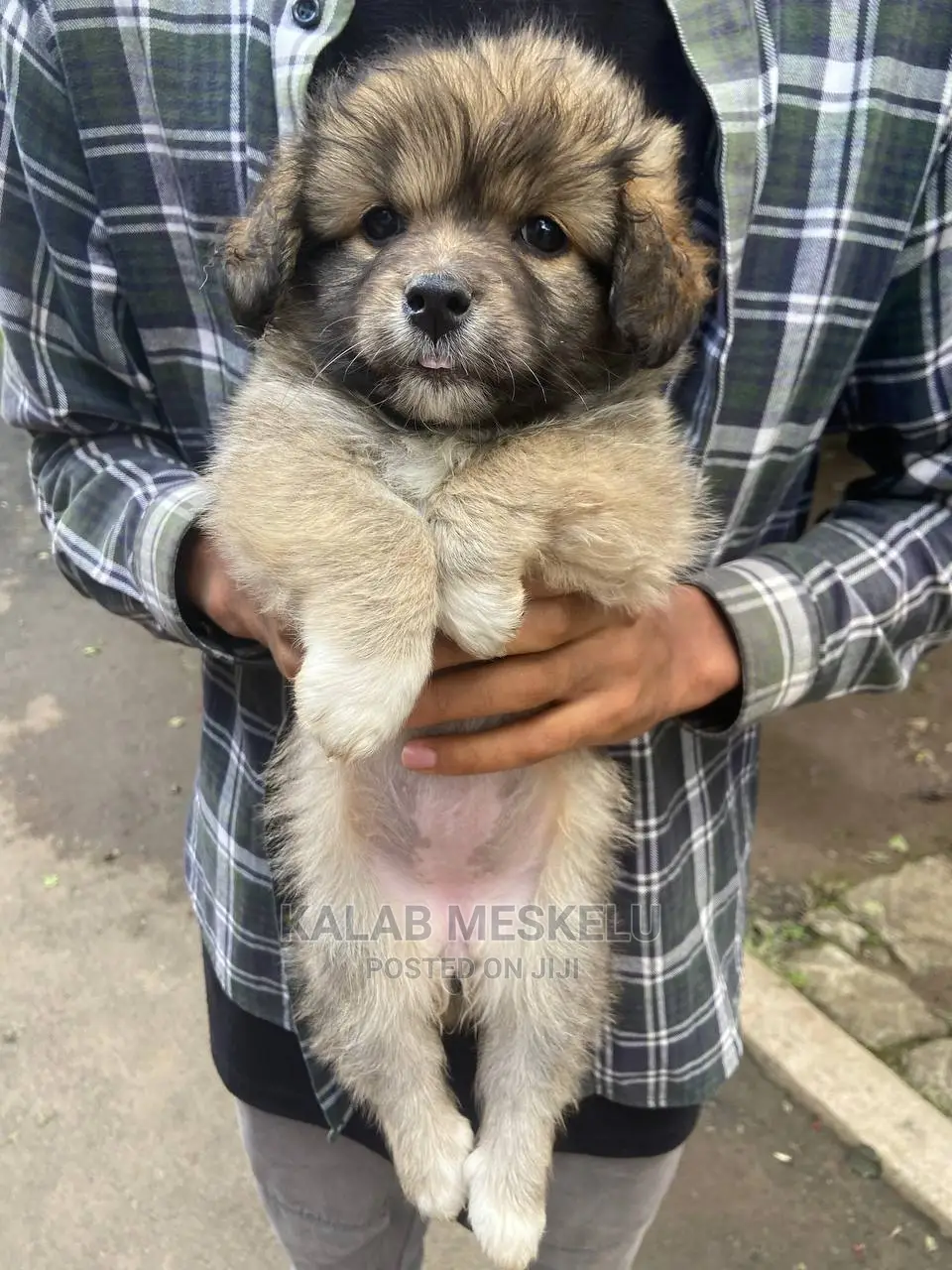 1-3 Months Male Purebred Dog