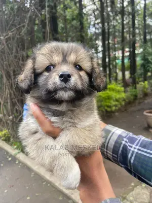 1-3 Months Male Purebred Dog