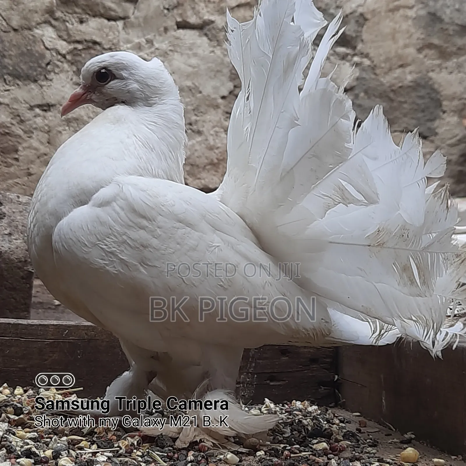 6 Pigeons for Sale by Discount Prices
