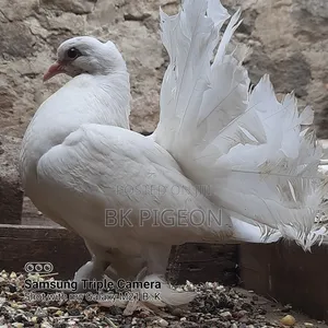 6 Pigeons for Sale by Discount Prices