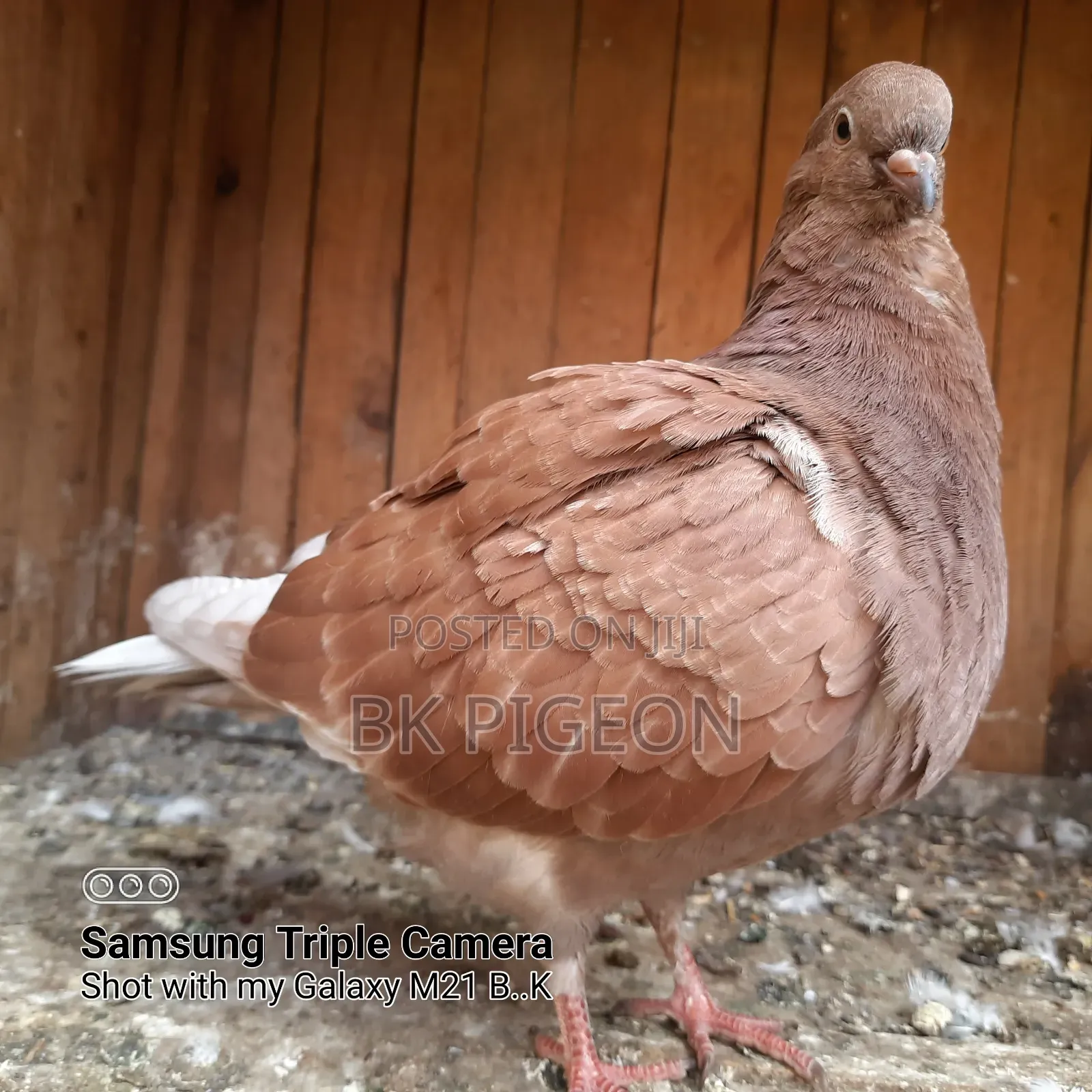 6 Pigeons for Sale by Discount Prices