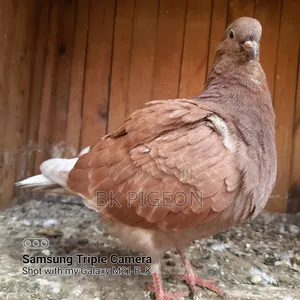 6 Pigeons for Sale by Discount Prices