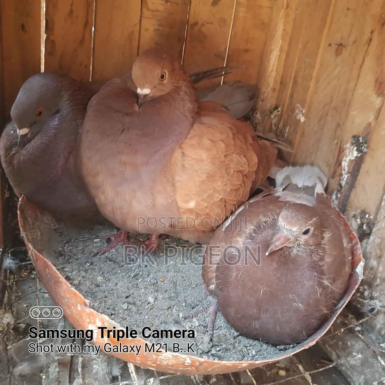 6 Pigeons for Sale by Discount Prices