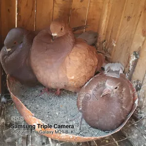 6 Pigeons for Sale by Discount Prices