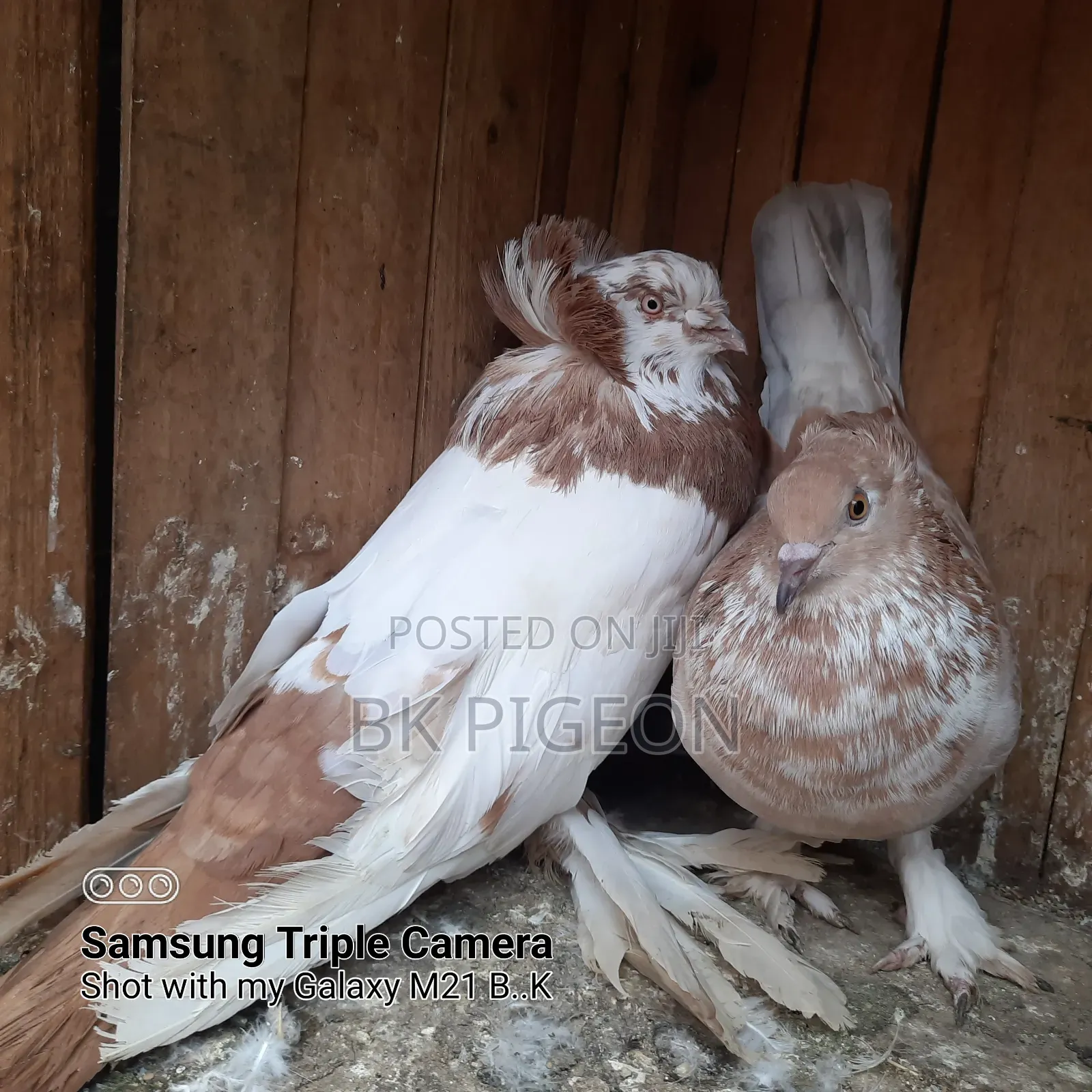 6 Pigeons for Sale by Discount Prices