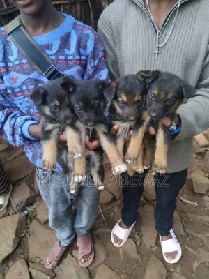 1-3 months Female Purebred German Shepherd