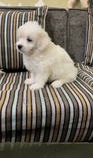 1-3 months Male Purebred Maltese