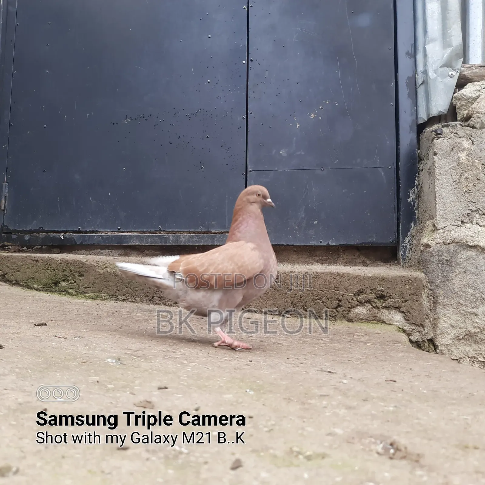 King Pigeon