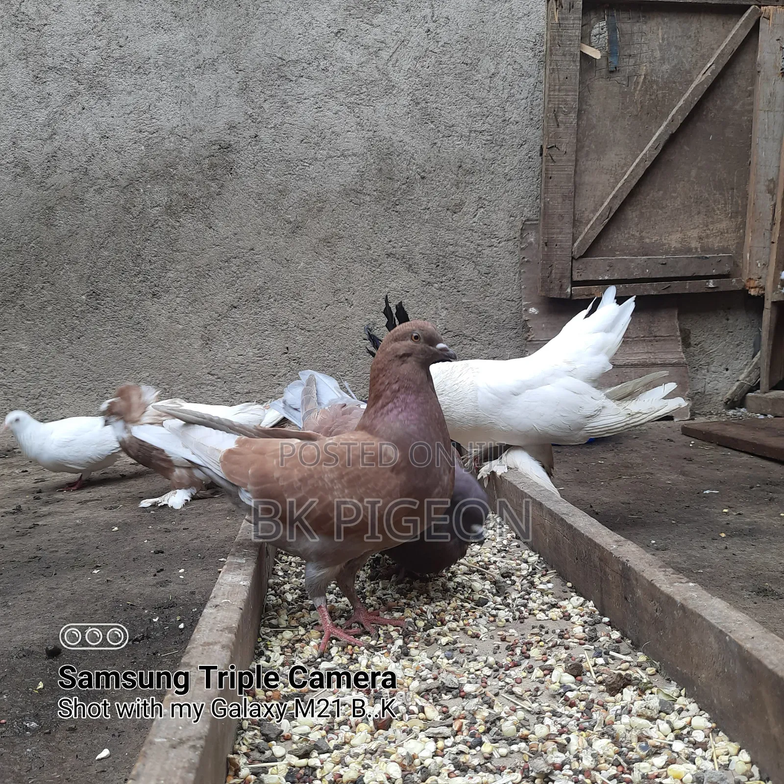 King Pigeon