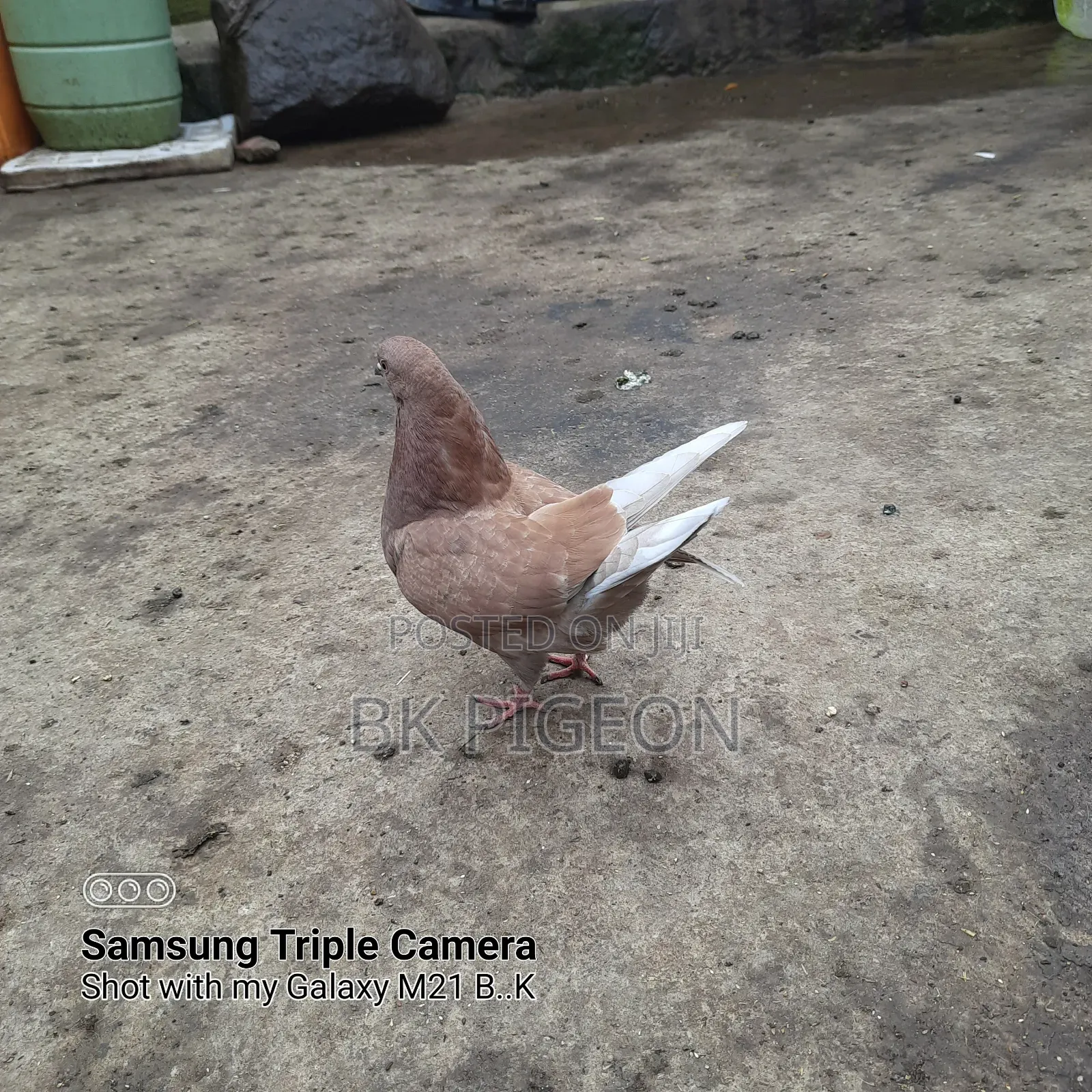 King Pigeon