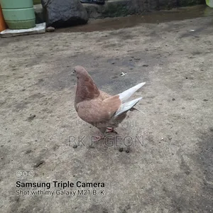 King Pigeon