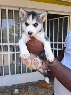 1-3 months Male Purebred Siberian Husky