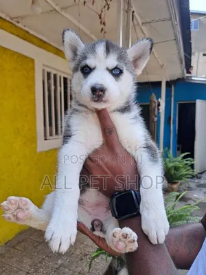 1-3 months Female Purebred Siberian Husky