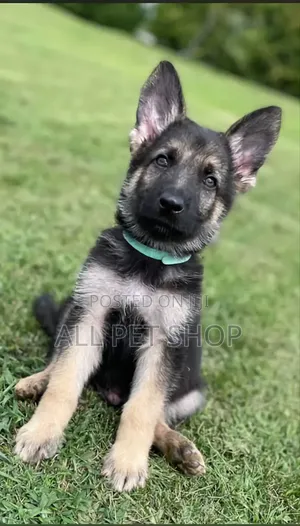 1-3 months Male Purebred German Shepherd