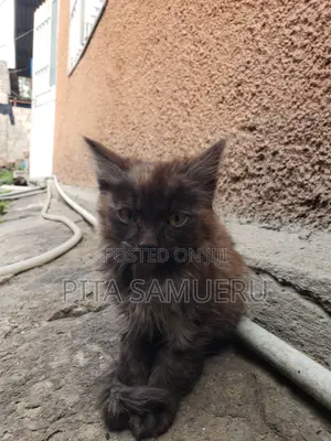 1-3 months Female Purebred Tabby