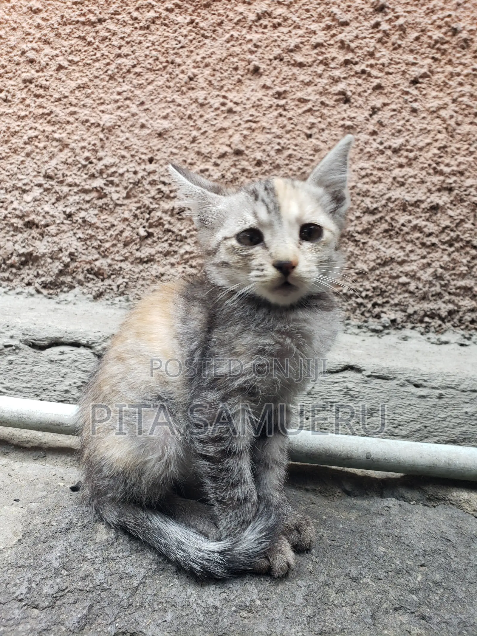 1-3 months Male Purebred Tabby