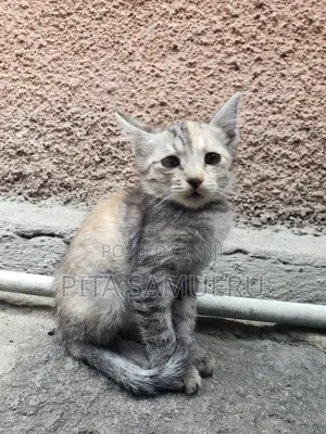 1-3 months Male Purebred Tabby