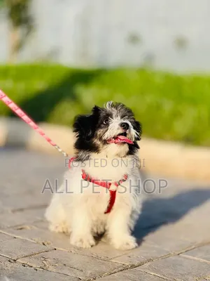 1-3 months Male Purebred Maltese