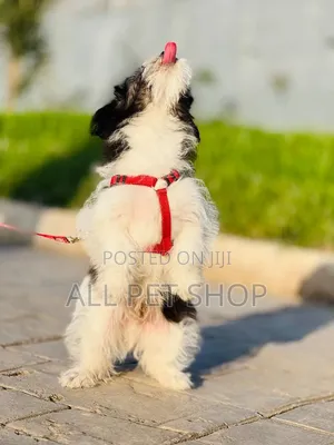 1-3 months Male Purebred Maltese