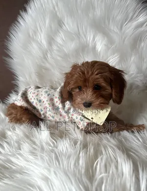 1-3 months Male Purebred Poodle