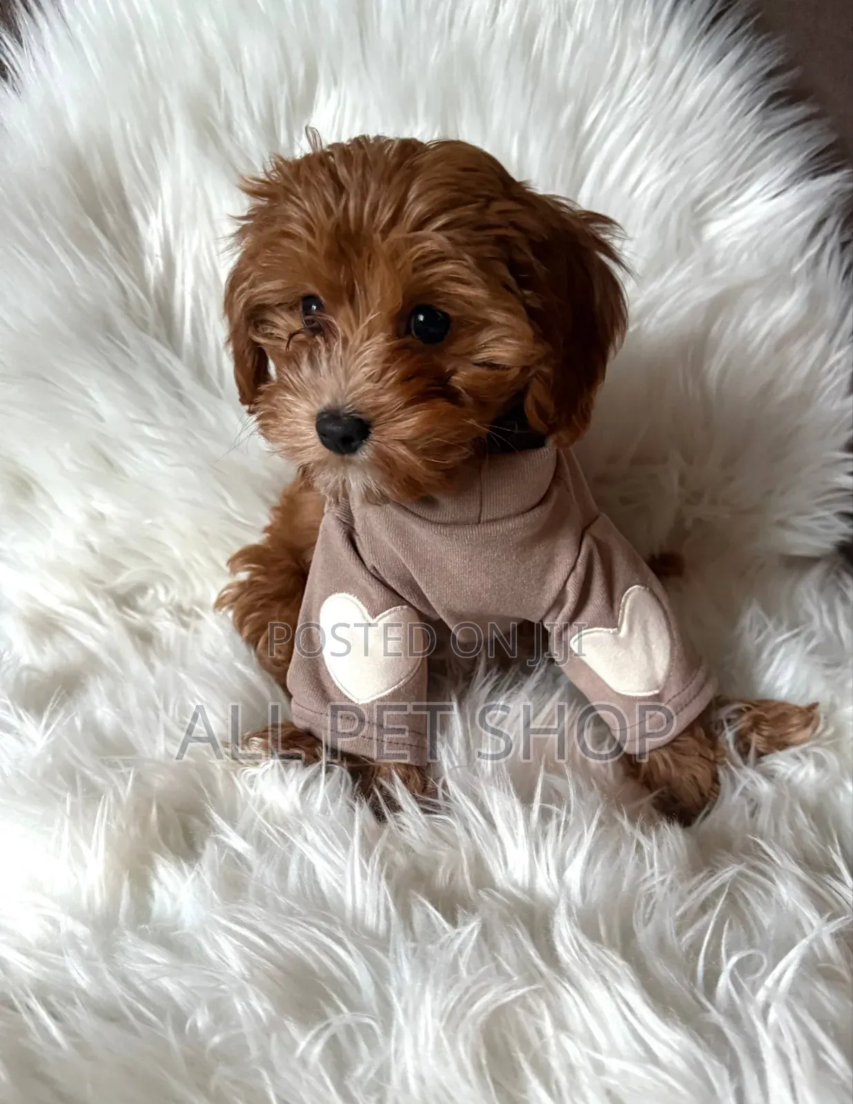 1-3 months Male Purebred Poodle