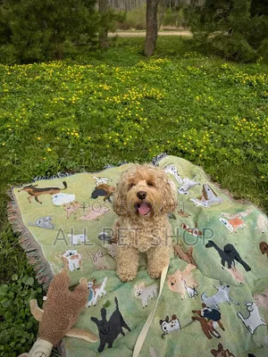 1-3 months Male Purebred Poodle