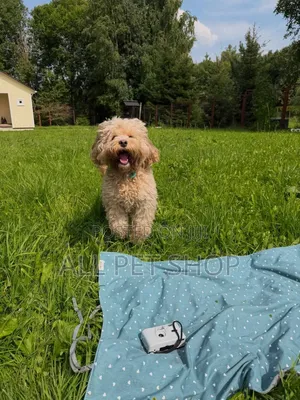 1-3 months Male Purebred Poodle