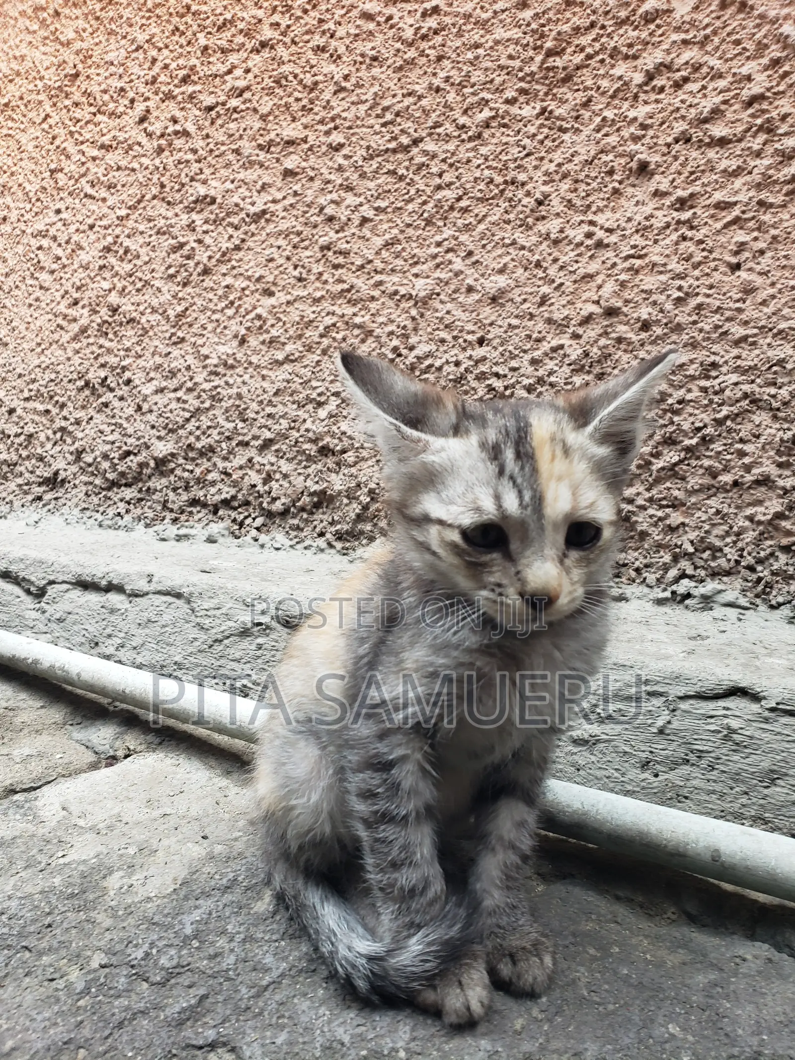 1-3 months Male Purebred Tabby
