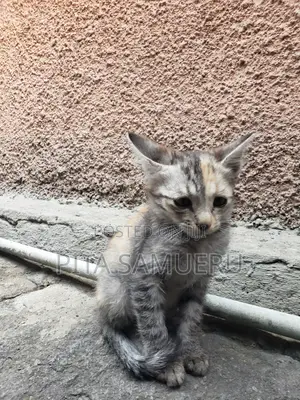 1-3 months Male Purebred Tabby