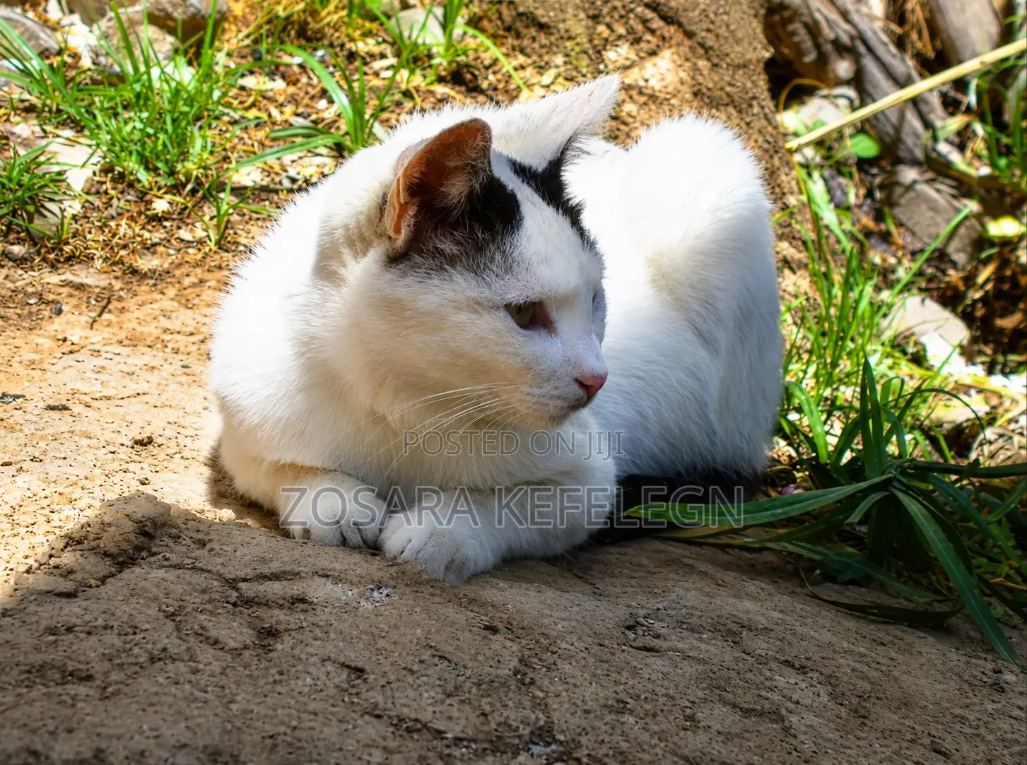 Original Beautiful Cat Photography 