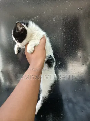 1-3 months Male Mixed Breed Abyssinian