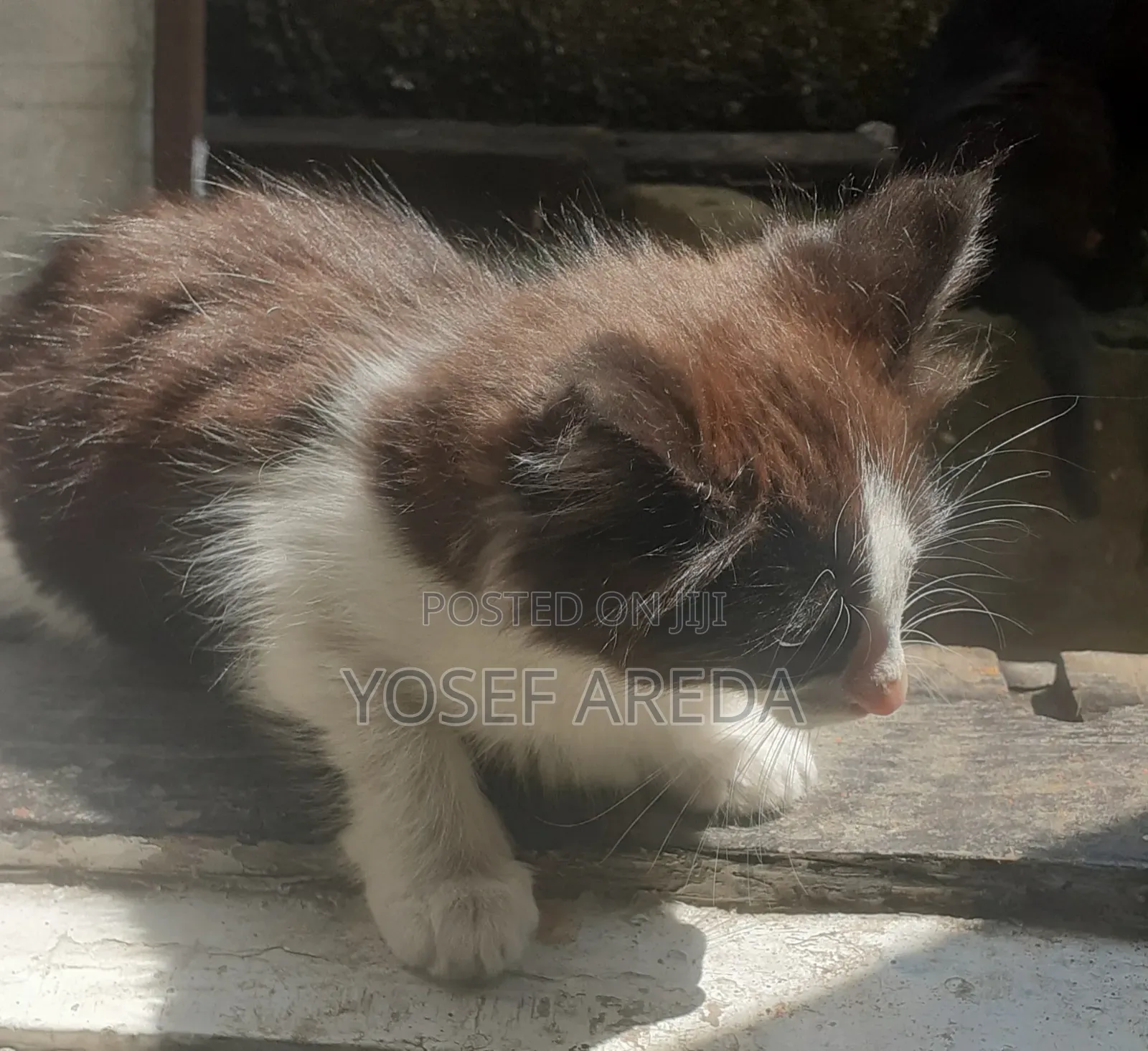 3-6 months Male Mixed Breed Abyssinian