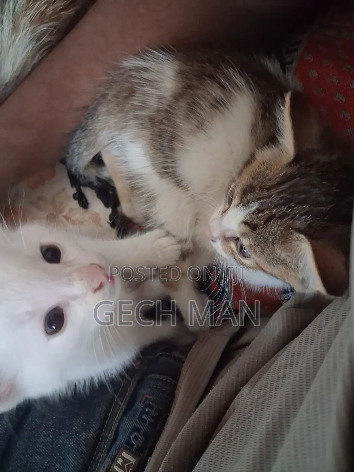 1-3 months Female Mixed Breed Abyssinian