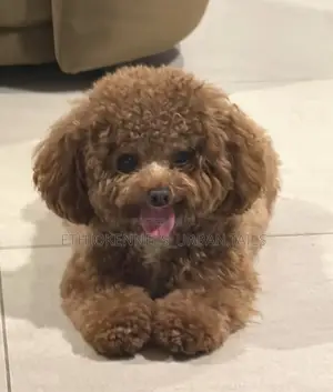 1-3 months Male Purebred Poodle