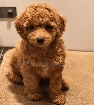 1-3 months Male Purebred Poodle