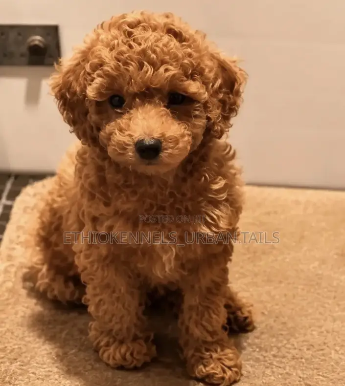 1-3 months Male Purebred Poodle
